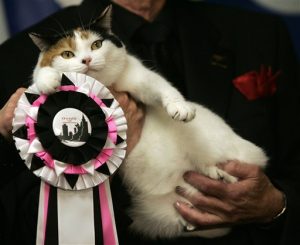 Picture of Cat receiving an award at a Cat Show conducted by Cat Show Management Service Named Kiyoh