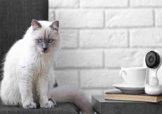 A Cat Sitting on the top of the table with the Cat Observer provided by Home Automation Company