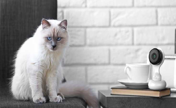 A Cat Sitting on the top of the table with the Cat Observer provided by Home Automation Company