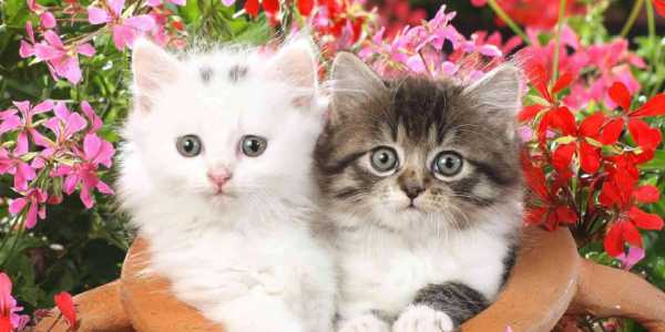 A White and Black Kiddens sitting on the beautiful flower pot.