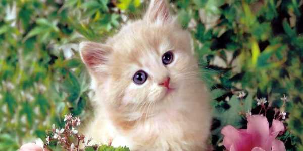 A White and Black Cat Sitting on the beautiful Flower Pot.