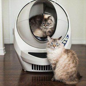 A Cat sitting on the top of the toilet seat and another cat sitting infront of the toilet seat.