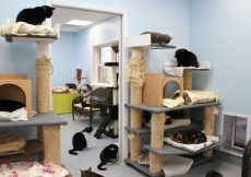 A Room with full of Cats and its Shelters