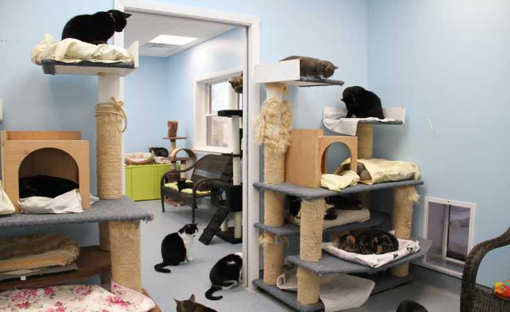 A Room with full of Cats and its Shelters