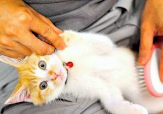 A person and holding and cleaning a cat on his hand.