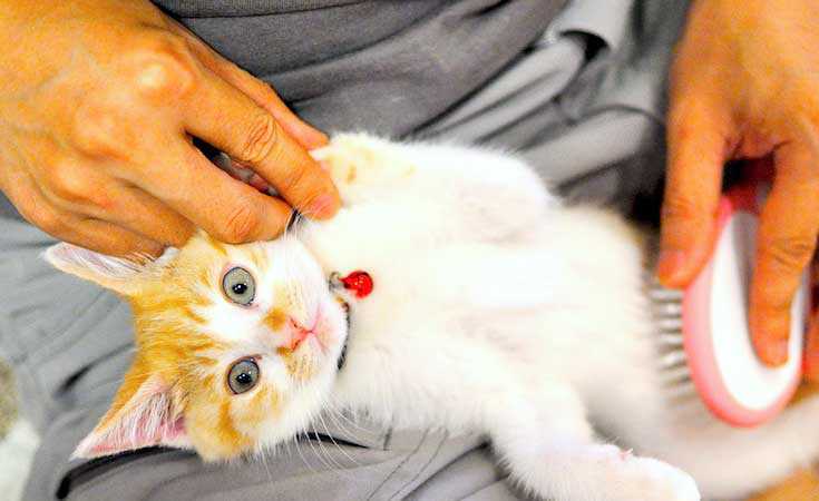 A person and holding and cleaning a cat on his hand.