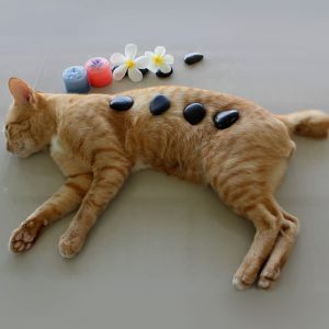 A Cat lying on the floor with four stones on its body for some massage purpose.