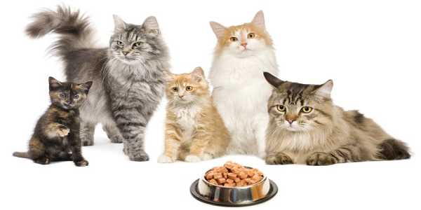 Image that resembles group of cats with some food infront of them.